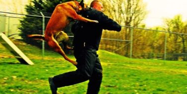 Dog Bites Need a Dog Court!