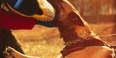 Dog bite training